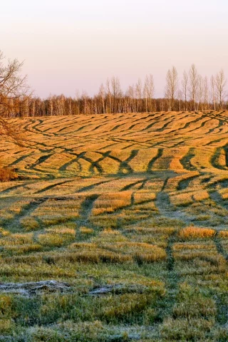 поле, осень, утро