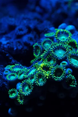 zoa coral, подводный мир, zoanthid
