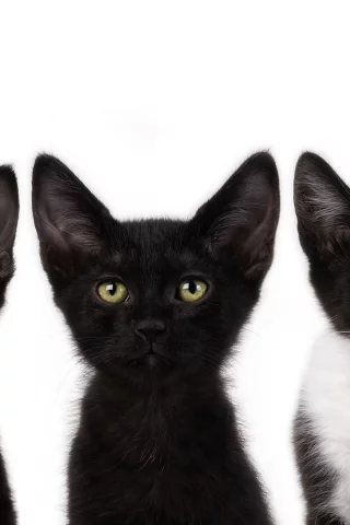 смотрят, котята, коты, черный, cats, усы