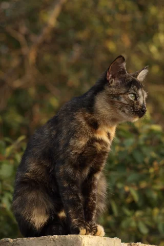 природа, сидит, кошка
