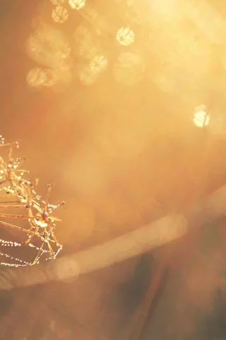 photo, sunlight, dandelion, makro