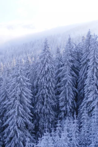 морозно, зима, лес, frozen