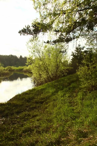 лес, река, деревья, настроение, вода, природа, вечер, кусты, пейзаж, прогулка