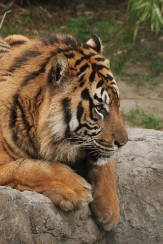 тигр, камень, лежит