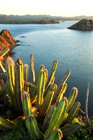 senita cacti, growing, on isla dati