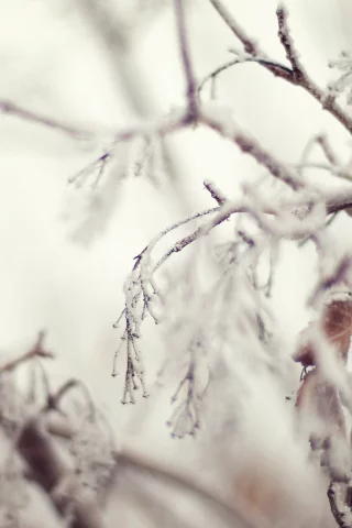 снег, зима, иний, quiet, листва, ветки