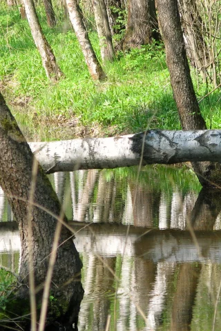 природа, красота, река