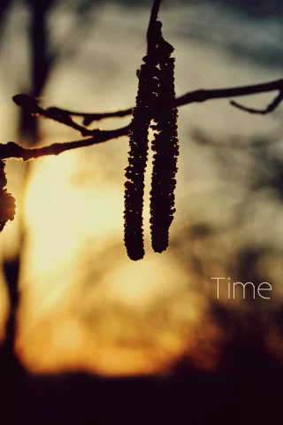 природа, надпись, time moves on, деревья, закат, ветка