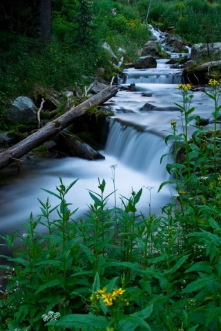 растения, трава, зелень, природа, дерево, ручей, вода, ель, лес, поток
