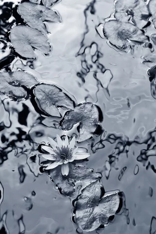вода, фон, чёрнобелый, лилии, листья