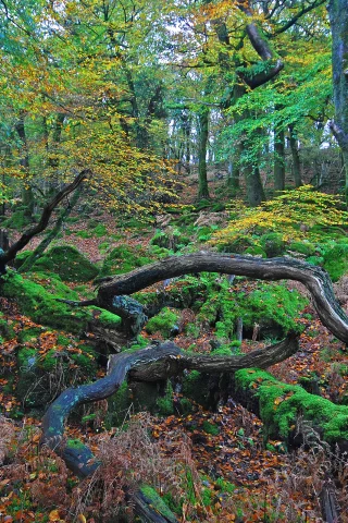 деревья, природа, лес, коряги, осень, листья, палки