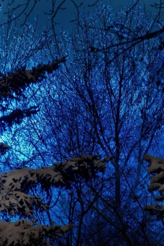 снег, природа, синее, деревья, хвойные, зима, ели, небо, вечер