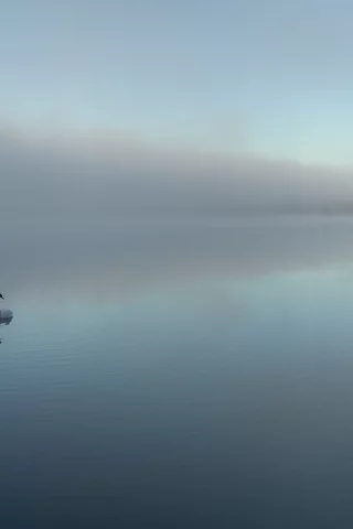 туман, лебеди, лес, природа, фото, утро, вода, озеро, multi monitors, деревья, пейзаж, причал, отражение, wallpapers