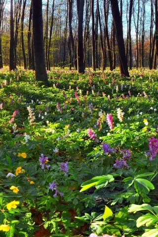 цветы, деревья, пейзаж, лес, природа