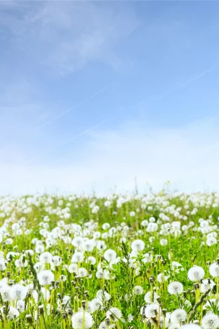 трава, природа, цветы, небо, пейзажи, поля