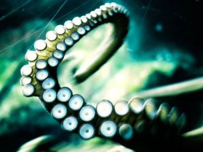 щупальца, осьминог, octopus