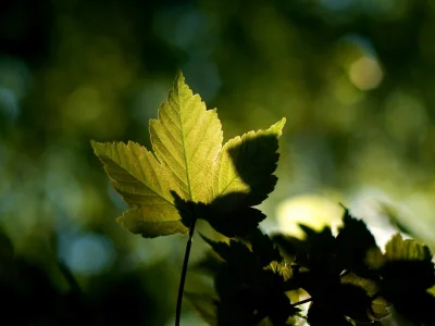 обои, клен, природа, тень, листья, лето, зелень, фон, green, свет