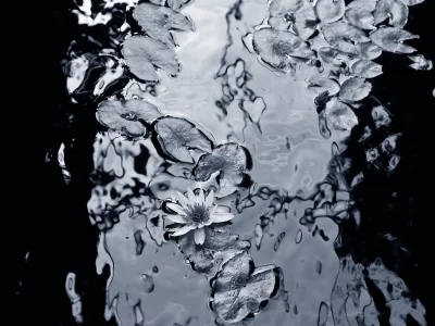 вода, фон, чёрнобелый, лилии, листья