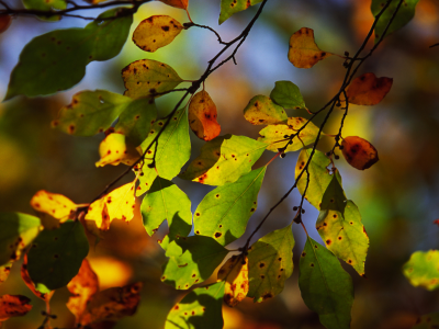 листья, осень, боке, свет, ветка