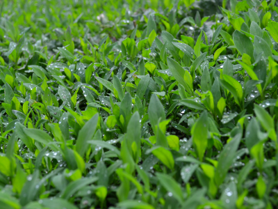 природа, трава, дождь
