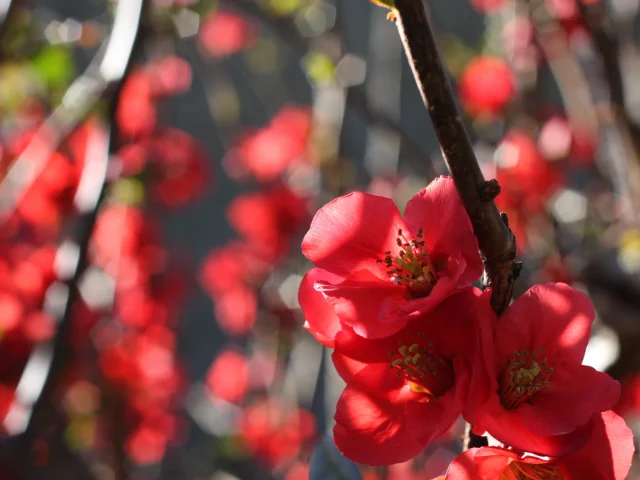 айва, цветение, ветка, quince, природа, цветы, бутоны