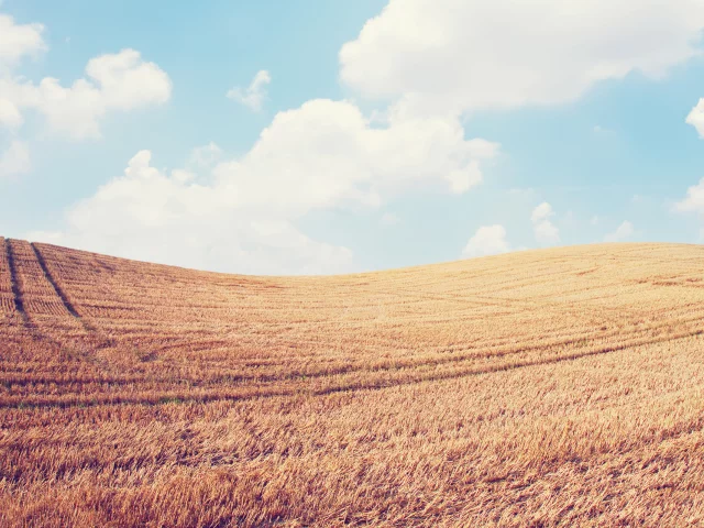 пейзаж, колосья, небо, spikes, природа, sky, nature, поле, облака, clouds, landscape, wheat, field, 2560x1600, пшеница