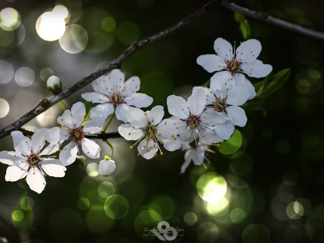 цветы, вишня, сакура, весна