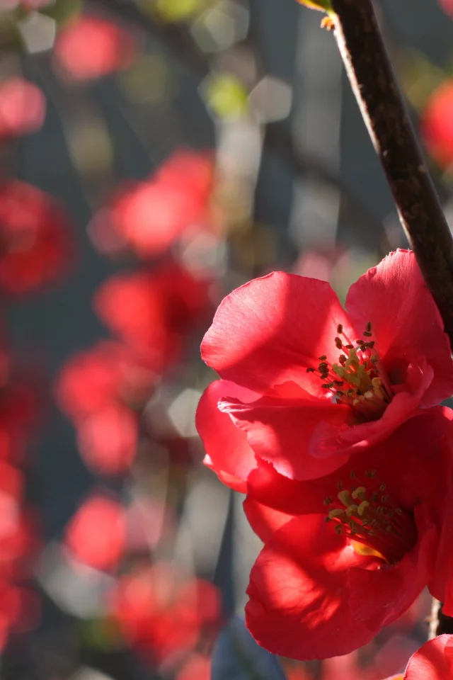 айва, цветение, ветка, quince, природа, цветы, бутоны