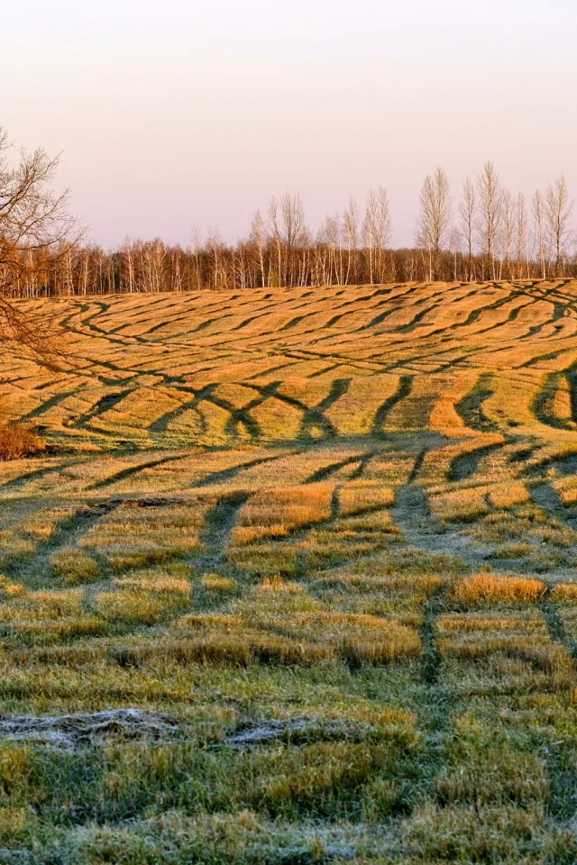 поле, осень, утро