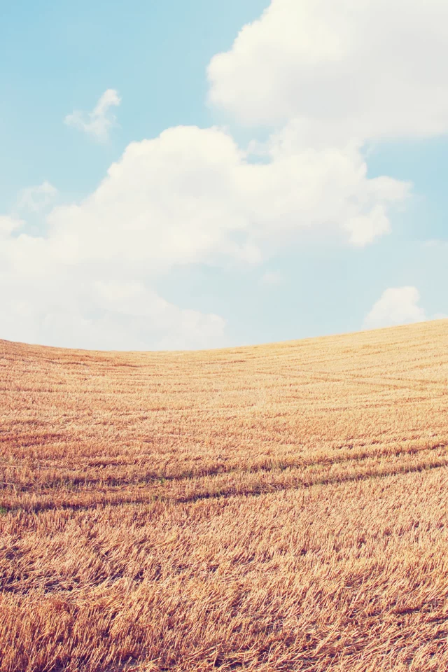 пейзаж, колосья, небо, spikes, природа, sky, nature, поле, облака, clouds, landscape, wheat, field, 2560x1600, пшеница