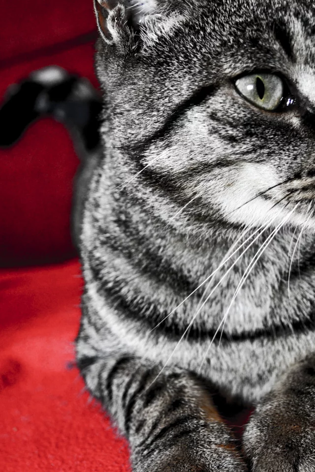 котэ, красный, кот, красный фон