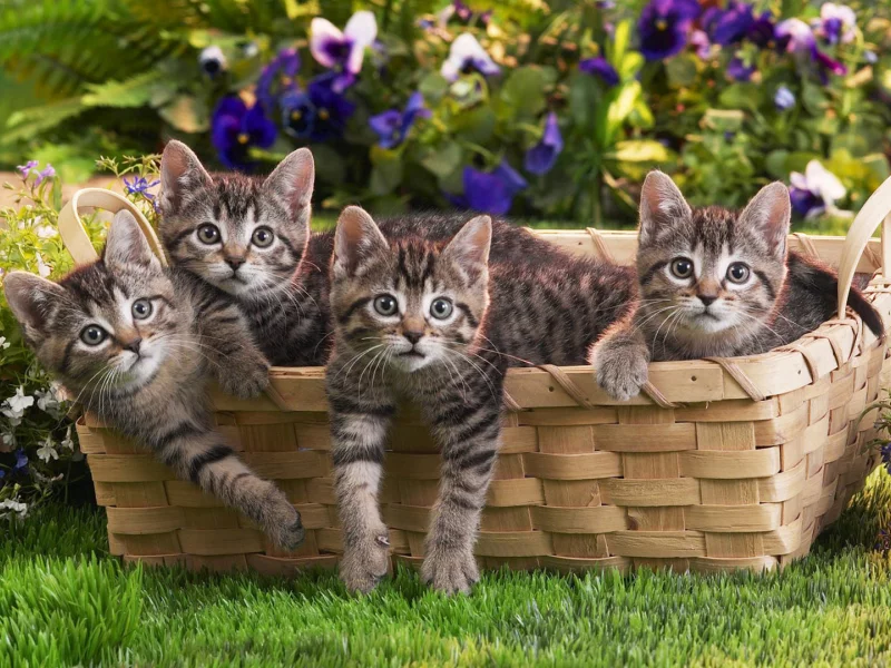 КОТЯТА, БЛИЗНЯШКИ