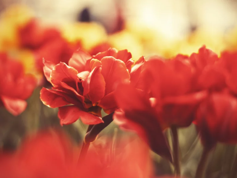 цветы, макро, стебли, in memory of the victims, flowers, бутоны, лепестки