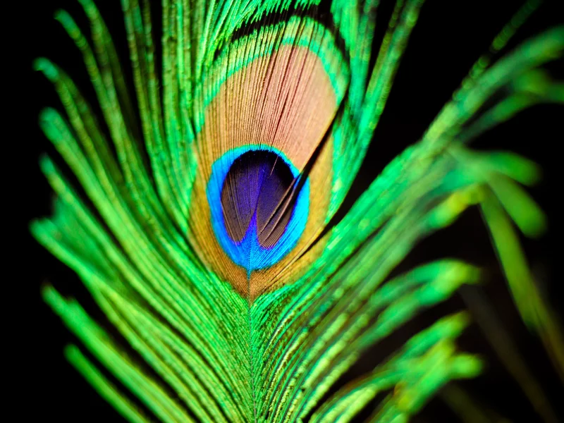 patterns, colors, краски, узоры, павлин, macro, feather, 2560x1600, перо