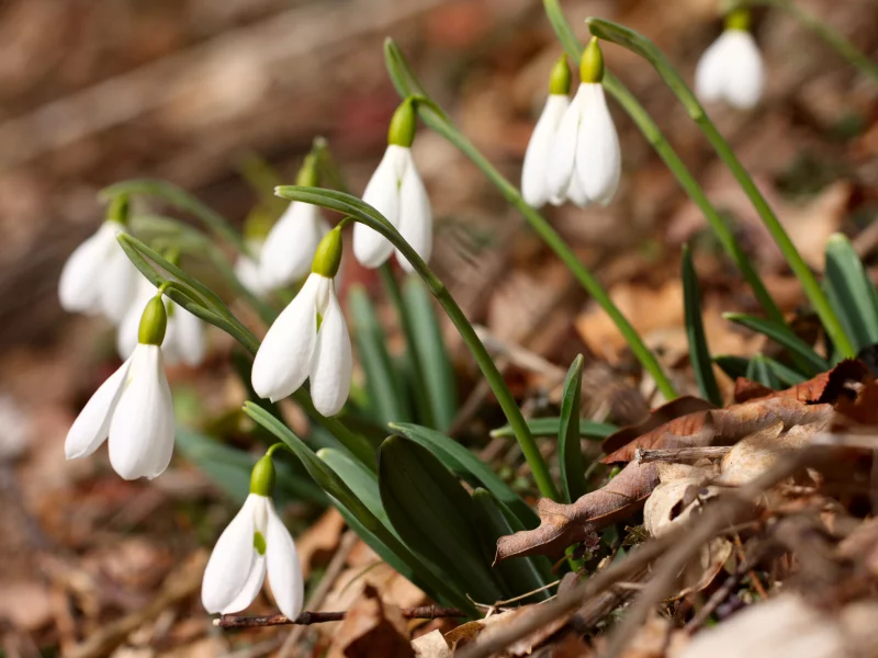 crocus vernus, крокусы, spring flowers, белые