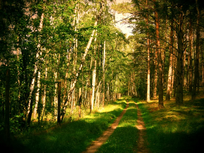дорога, лето, природа, лес