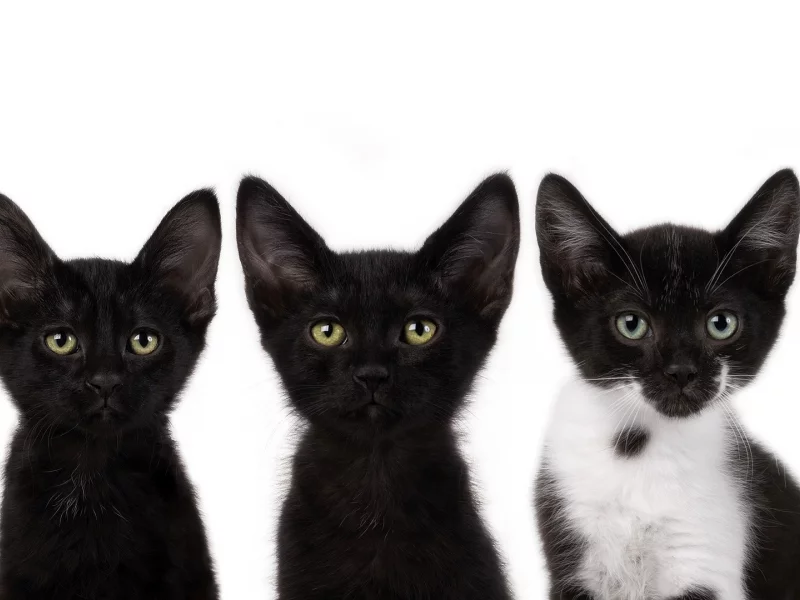 смотрят, котята, коты, черный, cats, усы