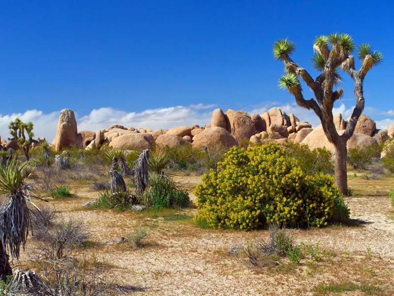 joshua tree, цветы, камни, песок, растения, national park, пустыня