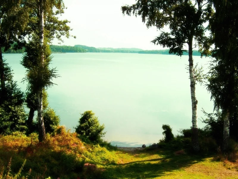 озеро, березы, вода