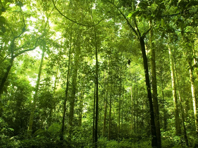 высокие, густой, лес, зелёные, растения, rainforest, деревья