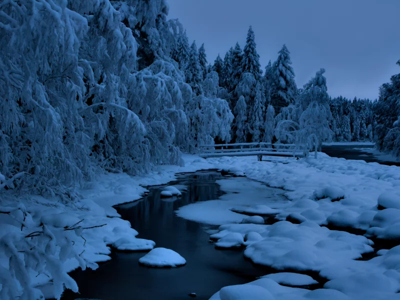 лес, зима, снег