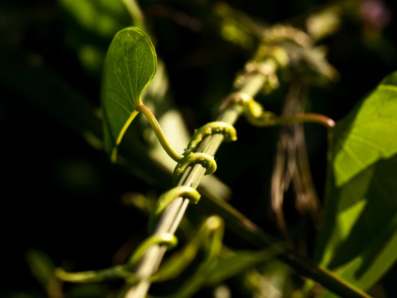вьющееся растение, dof, свет, стебель, bokeh, plant, боке, макро, растение