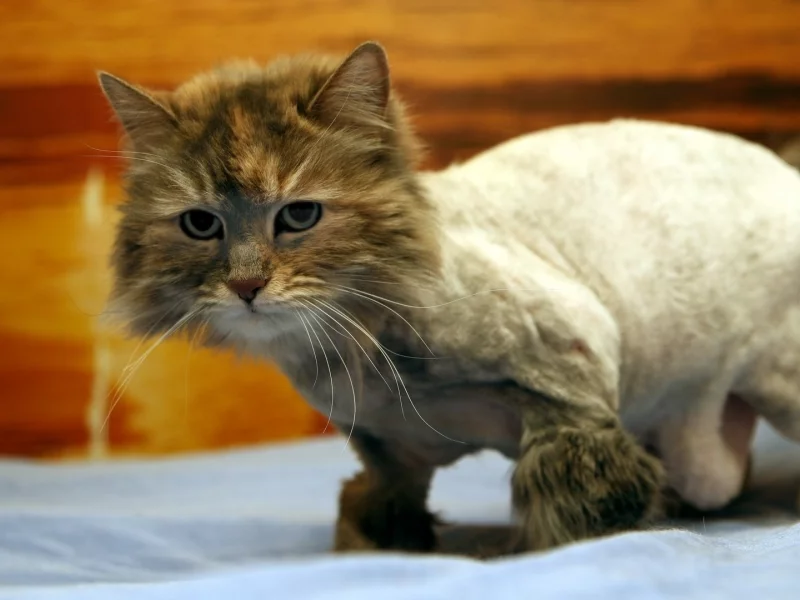 модница, кровать, кошка