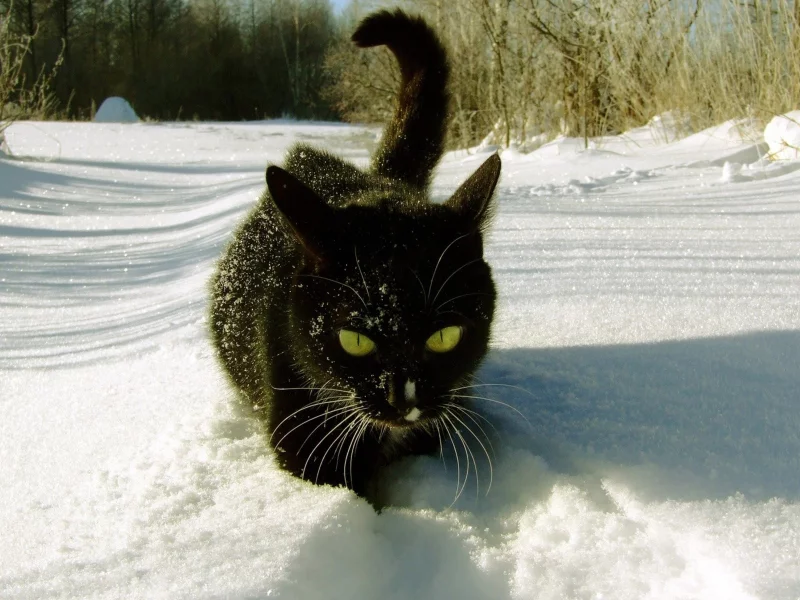 кошка, сугроб