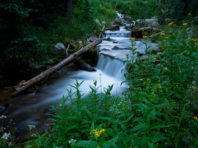 растения, трава, зелень, природа, дерево, ручей, вода, ель, лес, поток