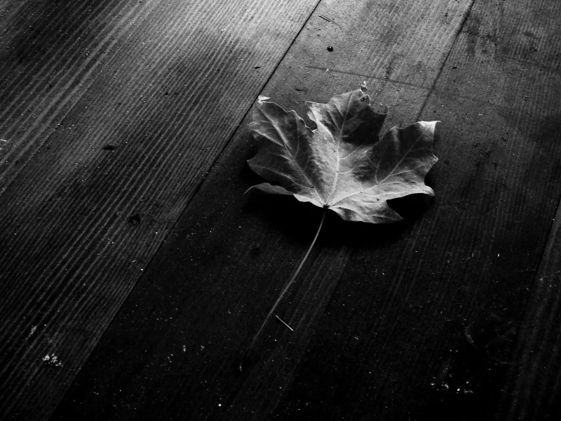 макро, листья, чёрный фон, leaves, листки, leaf, листок
