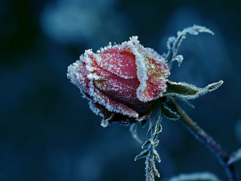 бутон, so cold, иней, роза, littl3fairy
