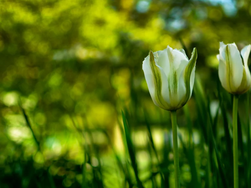 зелень, стебли, лепестки, тюльпаны, природа, цветы, flowers, фокус, бутоны