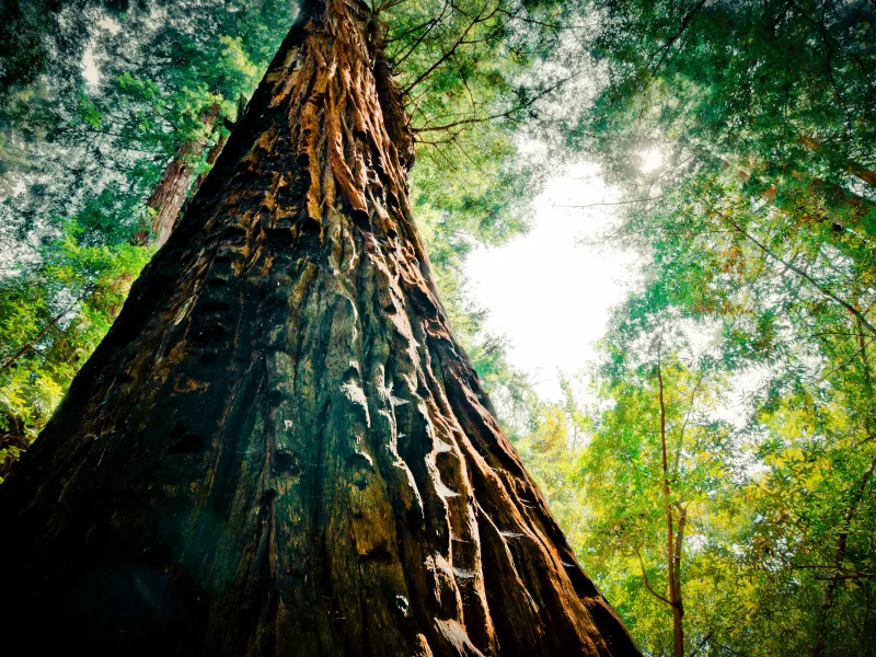 nature, листья, 2560x1600, sky, greenery, небо, природа, зелень, leaves, tree, дерево