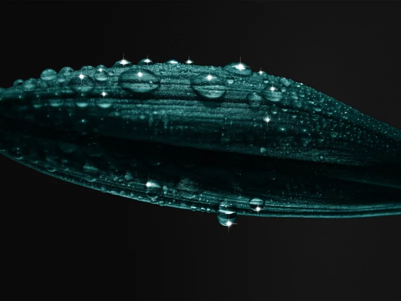 растение, 2560x1600, лепестки, petals, капли, plant, water drops, macro, вода, макро